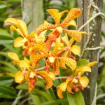 Bunte vielfältige Orchideen