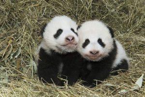 Panda Zwillinge Fu Ban und Fu Feng