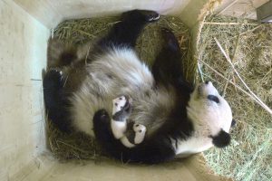 Pandazwillinge Schönbrunn