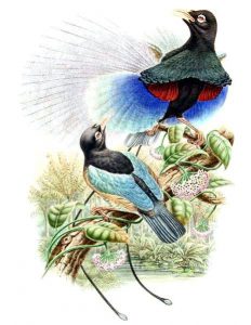Blauparadiesvogel