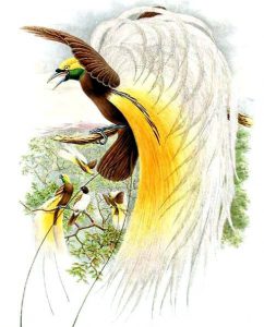Kleiner Paradiesvogel