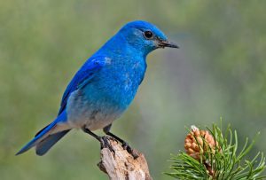 Der schillernde Bergüttensänger oder Mountain Bluebird - Nationalvogel Idahos