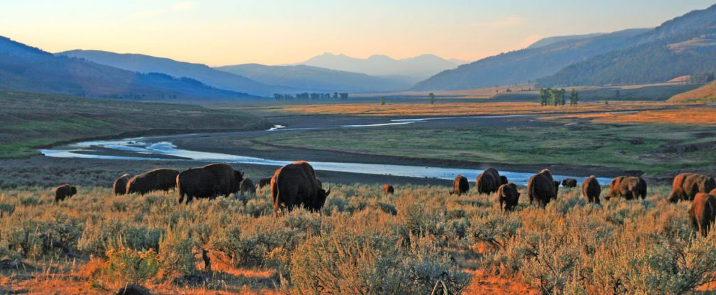 Reisen im Kopf: Go west – Lamar Valley in Wyoming, ©htnr / fotolia.com