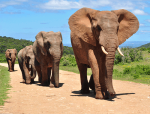 Afrikanische Elefanten sind stark gefährdet (© Michael Potter11 / shutterstock.com)