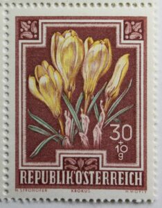 Frühlingsblume Krokus, 1948